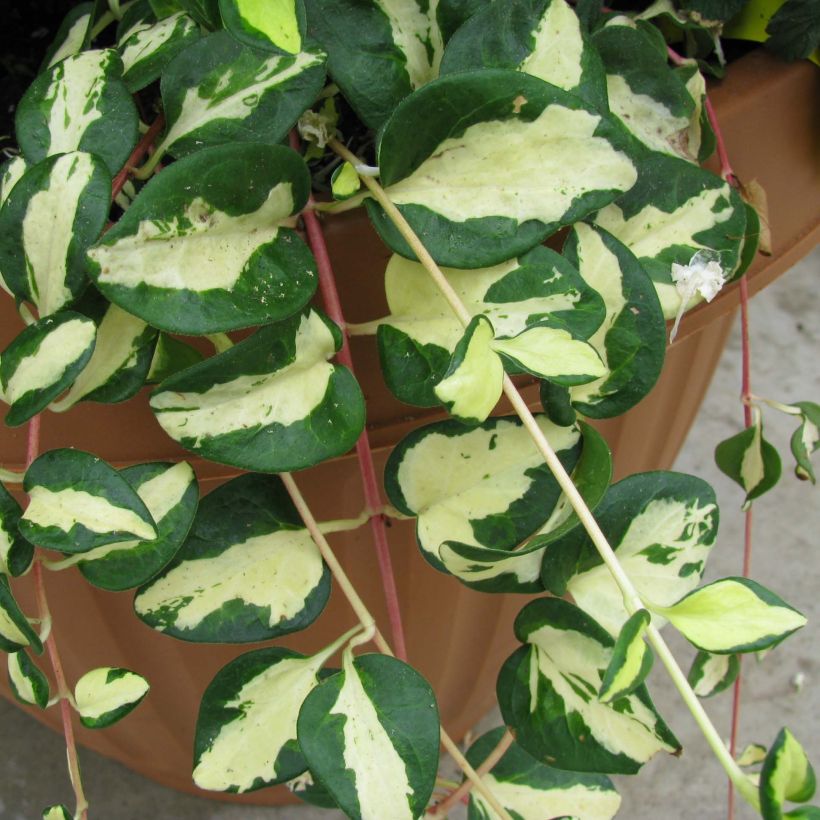 Großes Immergrün Wojo's Gem - Vinca major (Foliage)