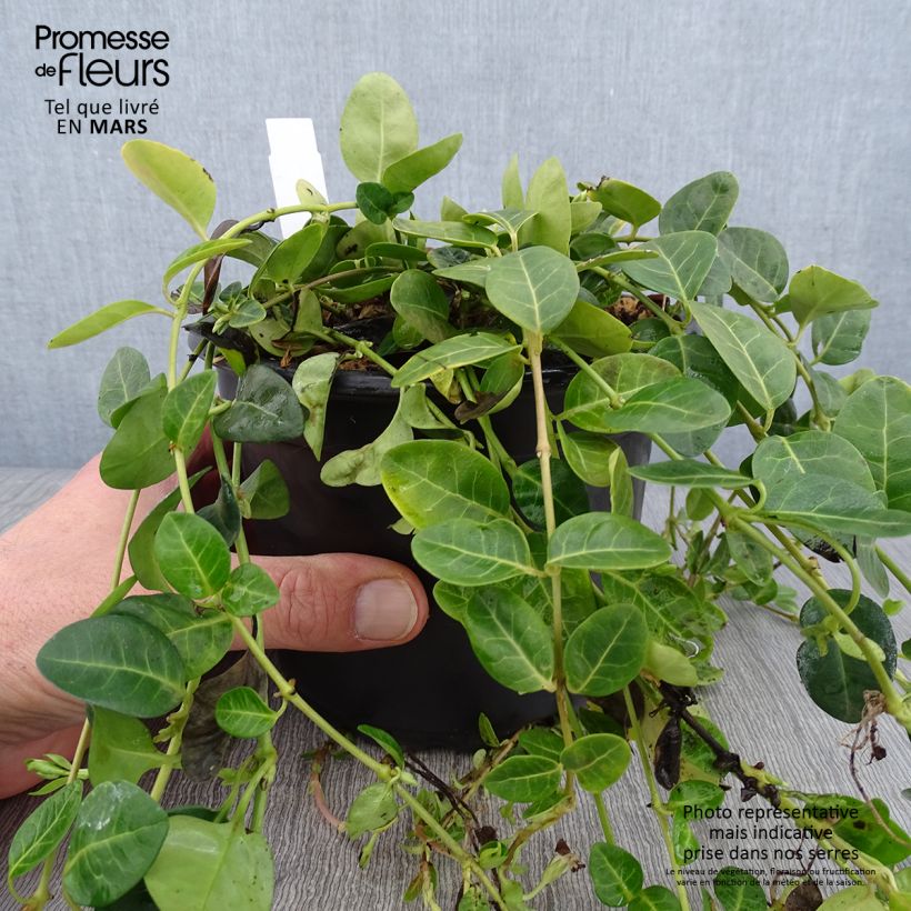 Example of Kleines Immergrün Alba - Vinca minor Topf mit 2L/3L as you get in hiver