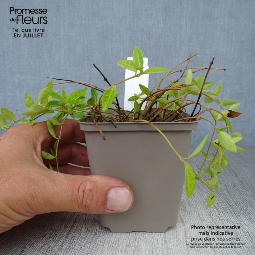 Exemplar von Kleines Immergrün Anna - Vinca minor Kleine Töpfe von 8/9 cm wie im Sommer geliefert