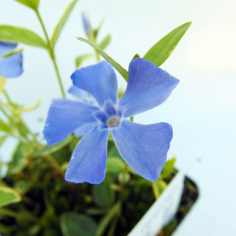Kleines Immergrün Argenteovariegata - Vinca minor (Foliage)