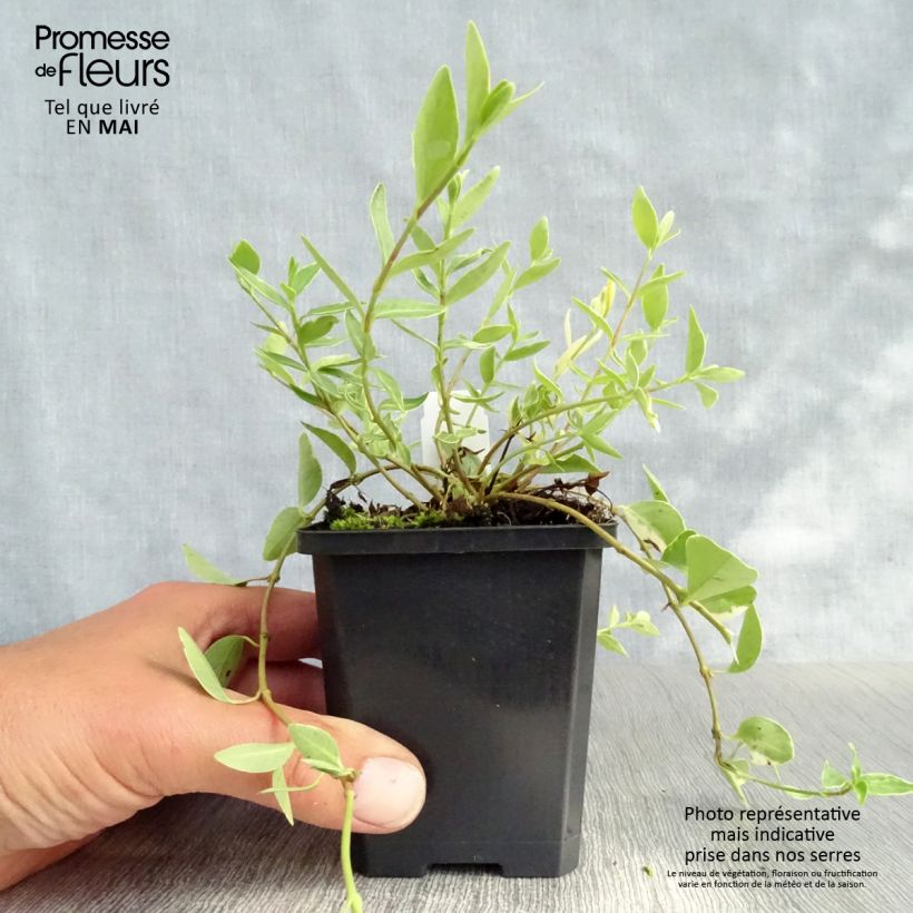 Exemplar von Kleines Immergrün Argenteovariegata - Vinca minor Kleine Töpfe von 8/9 cm wie im Frühjahr geliefert