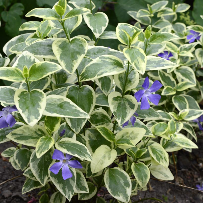 Kleines Immergrün Argenteovariegata - Vinca minor (Plant habit)