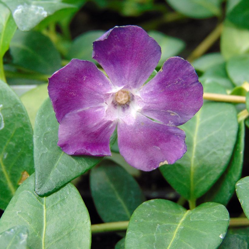 Kleines Immergrün Atropurpurea - Vinca minor (Flowering)