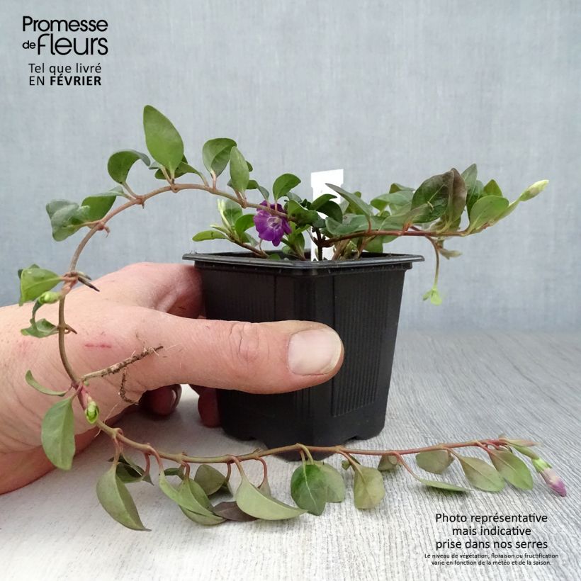 Exemplar von Kleines Immergrün Atropurpurea - Vinca minor Kleine Töpfe von 8/9 cm wie im Winter geliefert