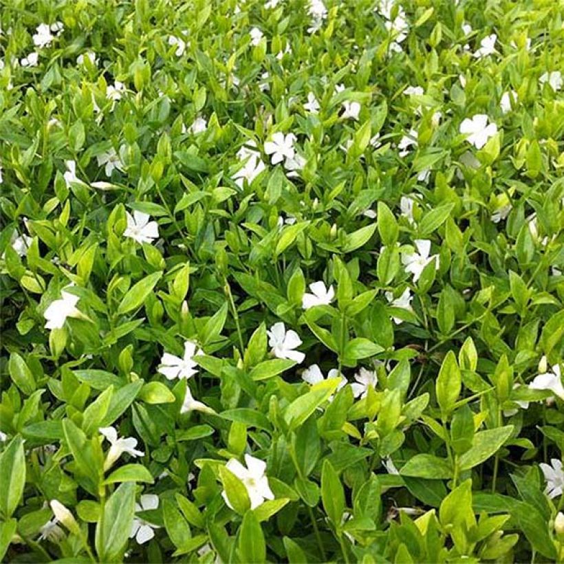 Kleines Immergrün Elisa - Vinca minor (Foliage)
