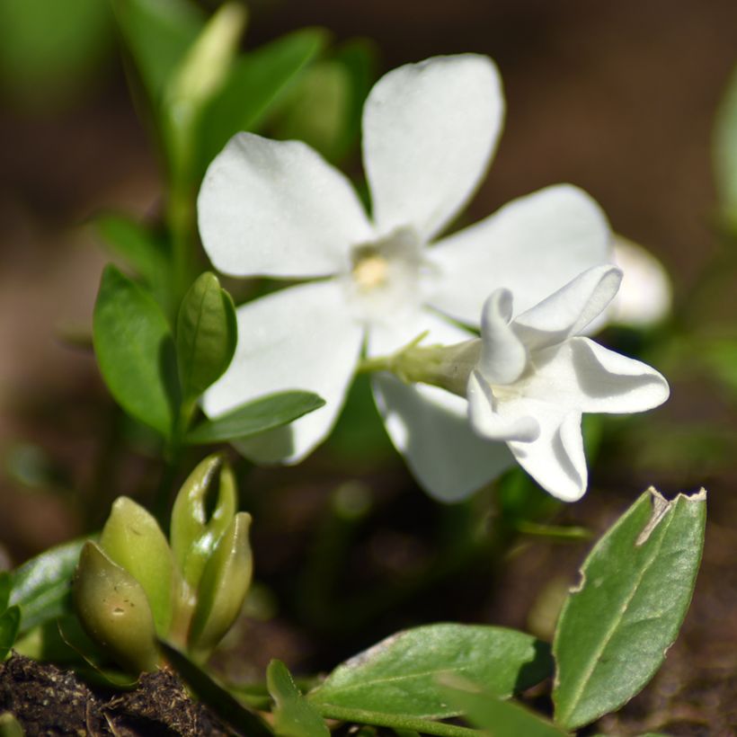 Kleines Immergrün Elisa - Vinca minor (Flowering)