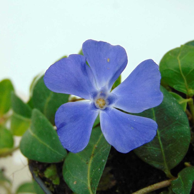 Kleines Immergrün Flower Power - Vinca minor (Flowering)