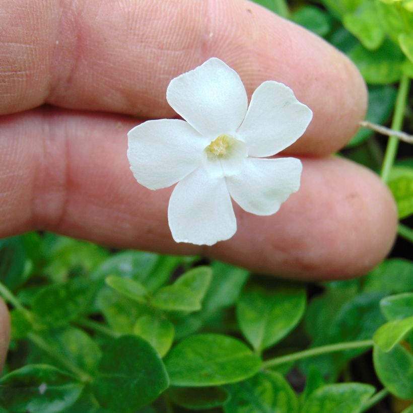 Kleines Immergrün Gertrude Jekyll - Vinca minor (Flowering)