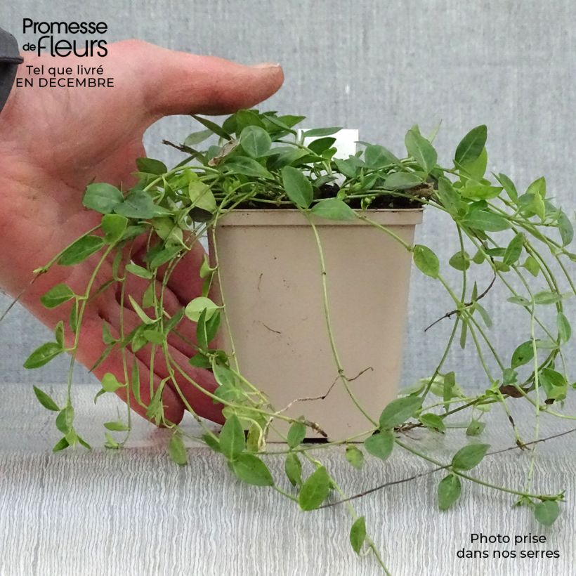 Exemplar von Kleines Immergrün Gertrude Jekyll - Vinca minor Kleine Töpfe von 8/9 cm wie im Winter geliefert