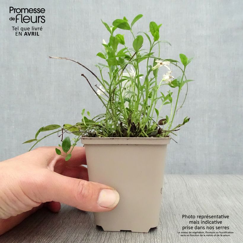 Exemplar von Kleines Immergrün Gertrude Jekyll - Vinca minor Kleine Töpfe von 8/9 cm wie im Frühjahr geliefert