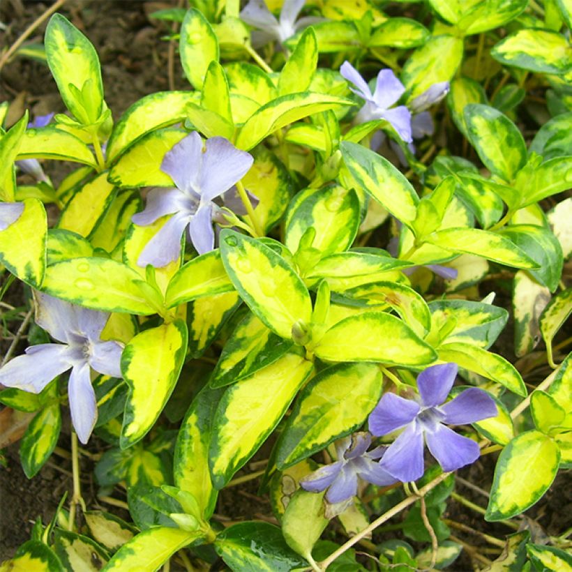 Kleines Immergrün Illumination - Vinca minor (Foliage)