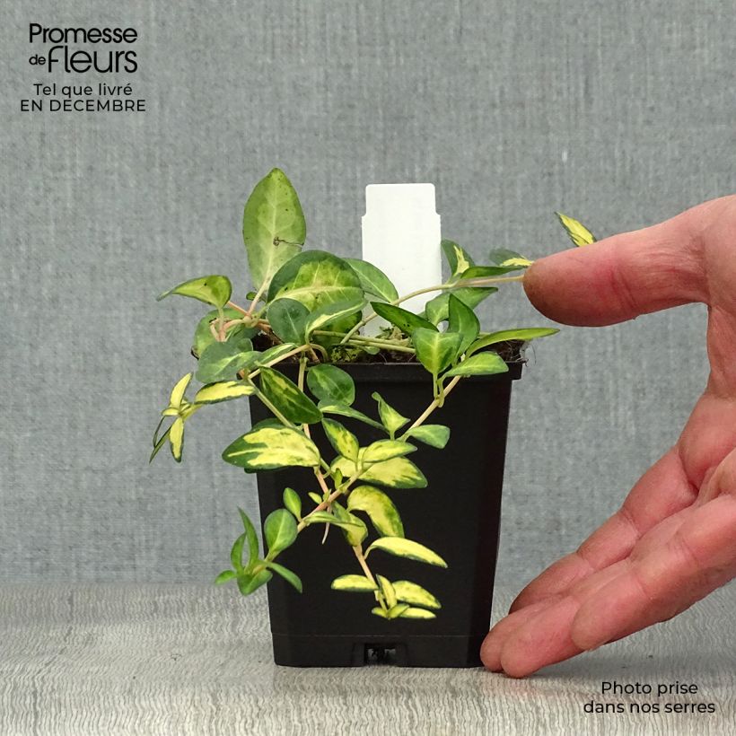 Exemplar von Kleines Immergrün Illumination - Vinca minor Kleine Töpfe von 8/9 cm wie im Winter geliefert