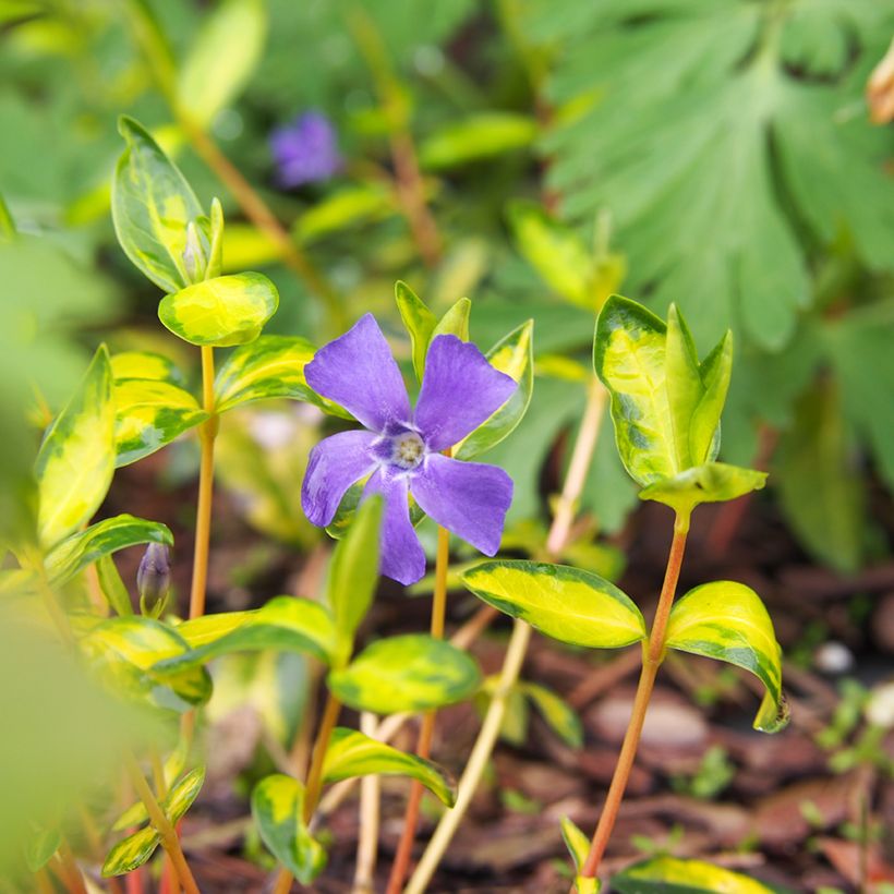 Kleines Immergrün Illumination - Vinca minor (Flowering)