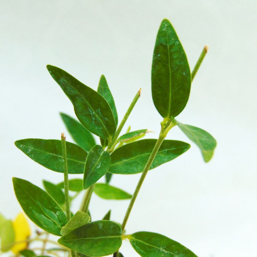 Kleines Immergrün Josefine - Vinca minor (Foliage)