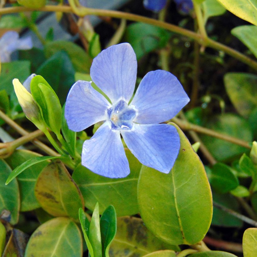 Kleines Immergrün Marie - Vinca minor (Flowering)