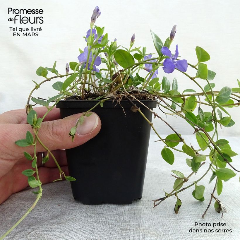 Exemplar von Kleines Immergrün Marie - Vinca minor Kleine Töpfe von 8/9 cm wie im Winter geliefert