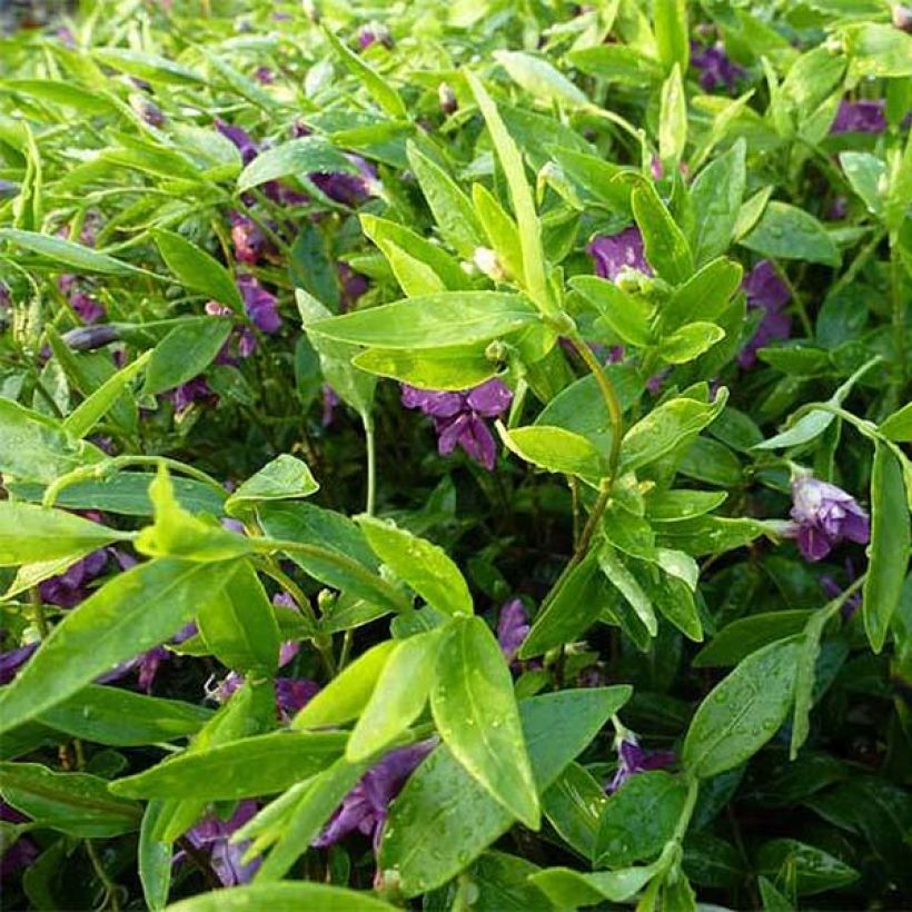 Kleines Immergrün Multiplex - Vinca minor (Flowering)