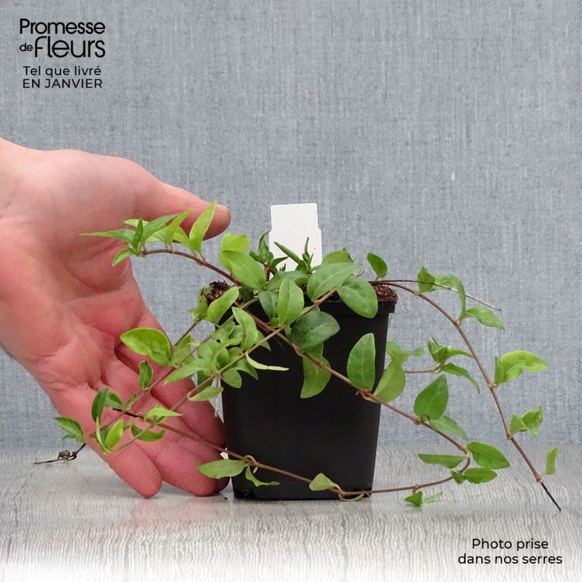 Exemplar von Kleines Immergrün Multiplex - Vinca minor Kleine Töpfe von 8/9 cm wie im Winter geliefert