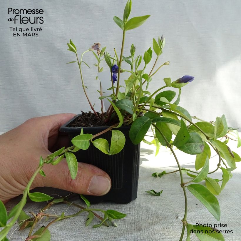 Exemplar von Vinca minor - Kleines Immergrün Kleine Töpfe von 7/8 cm wie im Winter geliefert