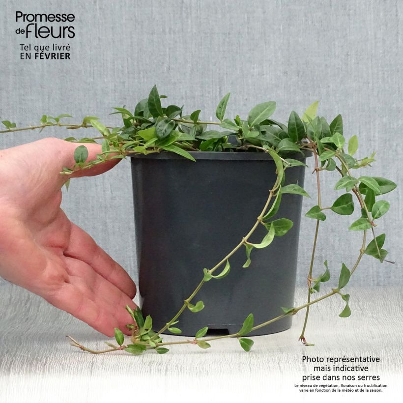 Exemplar von Vinca minor - Kleines Immergrün Topf mit 2L/3L wie im Winter geliefert