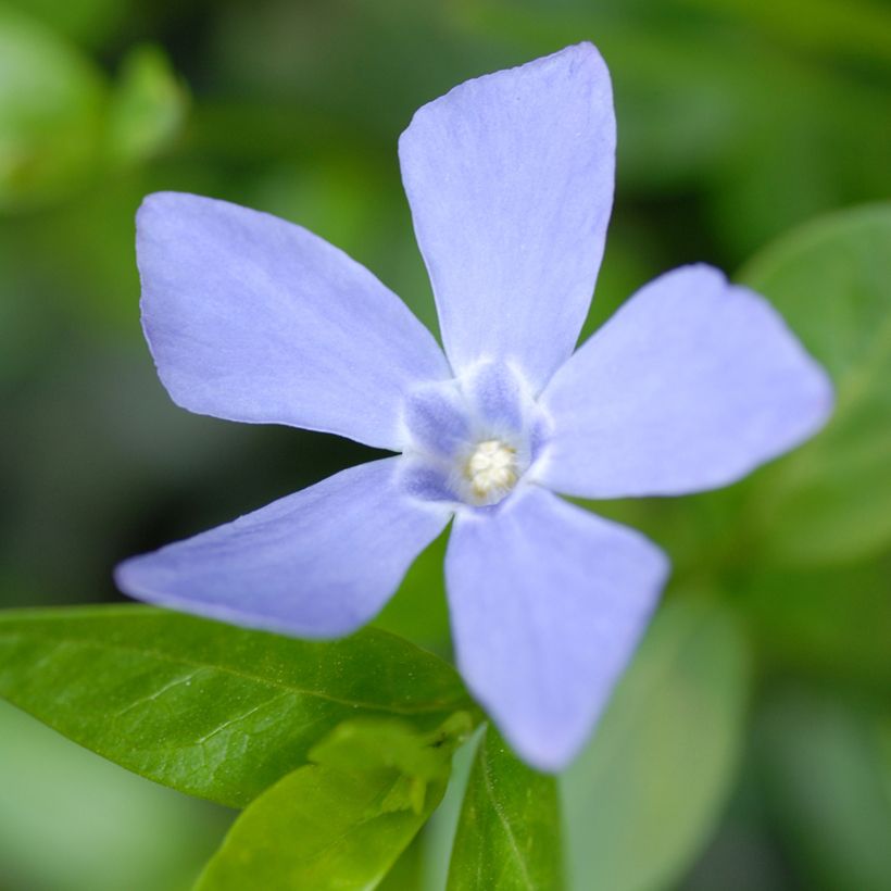 Kleines Immergrün Valentin - Vinca minor (Flowering)