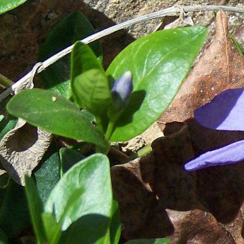 Vinca minor - Kleines Immergrün (Foliage)