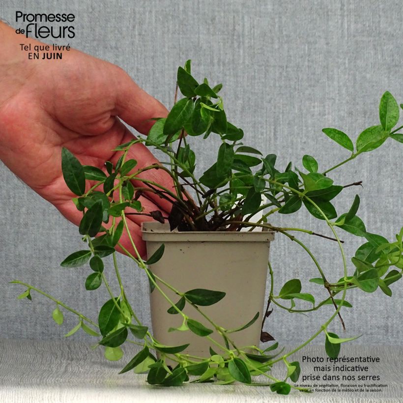 Example of Kleines Immergrün White Power - Vinca minor Kleine Töpfe von 8/9 cm as you get in ete