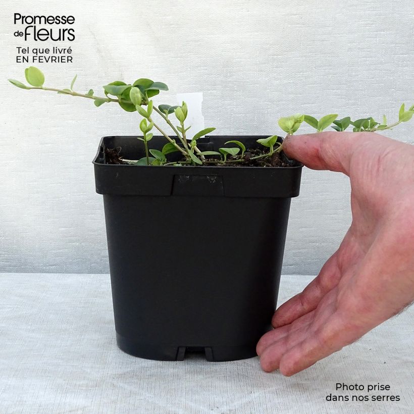 Example of Kleines Immergrün White Power - Vinca minor Topf mit 2L/3L as you get in hiver