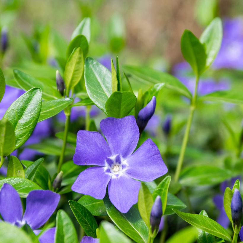 Vinca minor - Kleines Immergrün (Flowering)