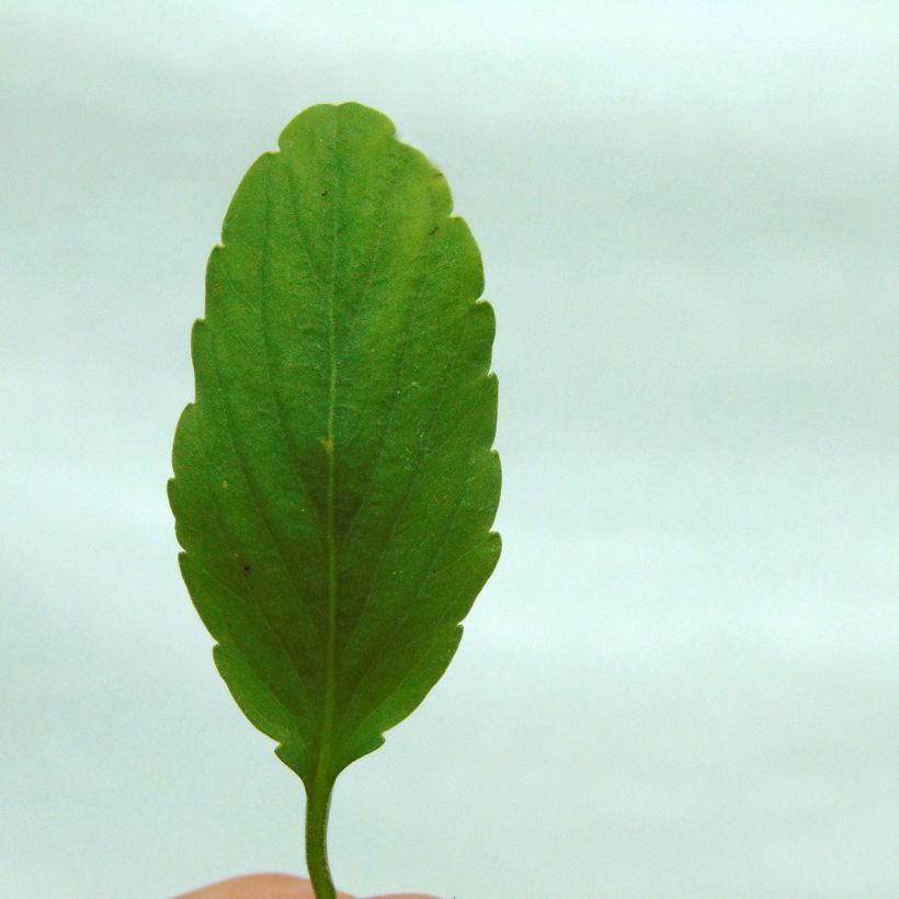 Stiefmütterchen Blue Moon (Foliage)