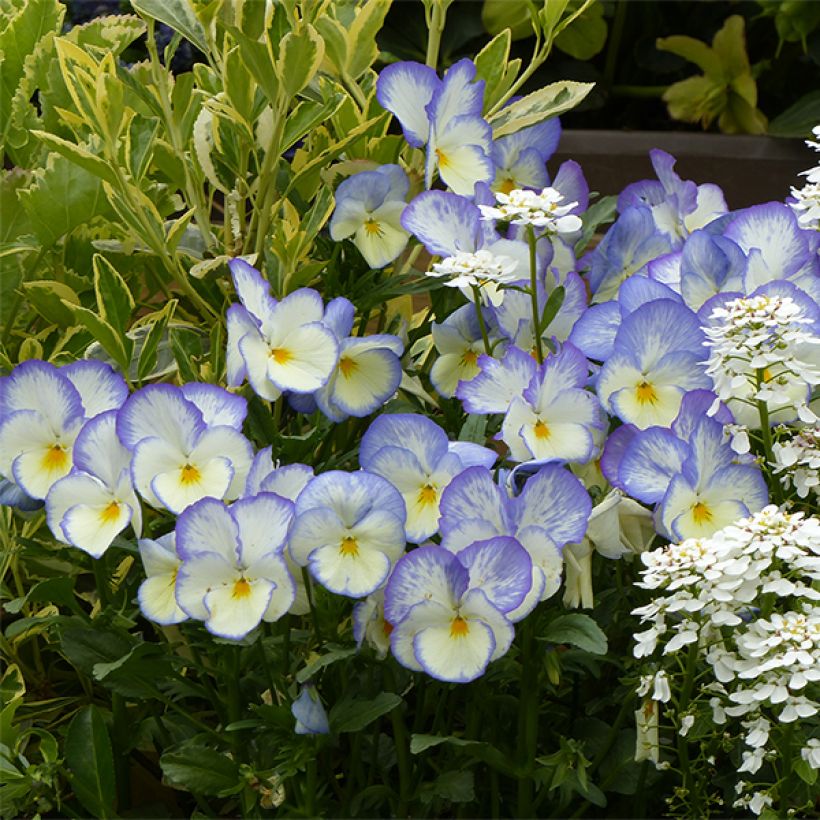 Stiefmütterchen Blue Moon (Flowering)