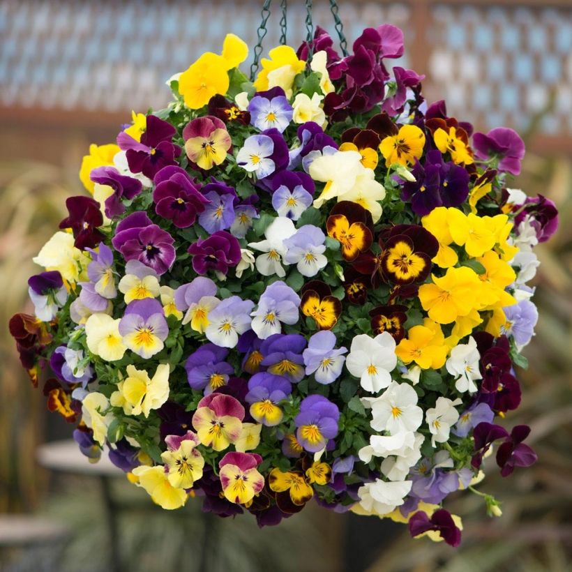 Stiefmütterchen Cool Wave Mix (Flowering)