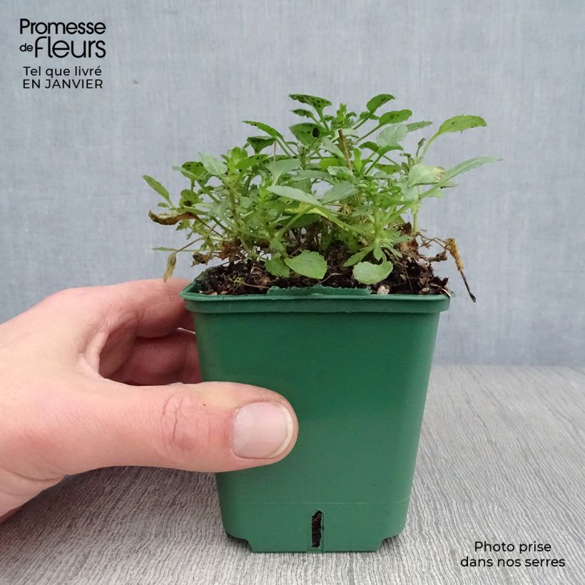 Exemplar von Horn-Veilchen Columbine Kleine Töpfe von 8/9 cm wie im Winter geliefert