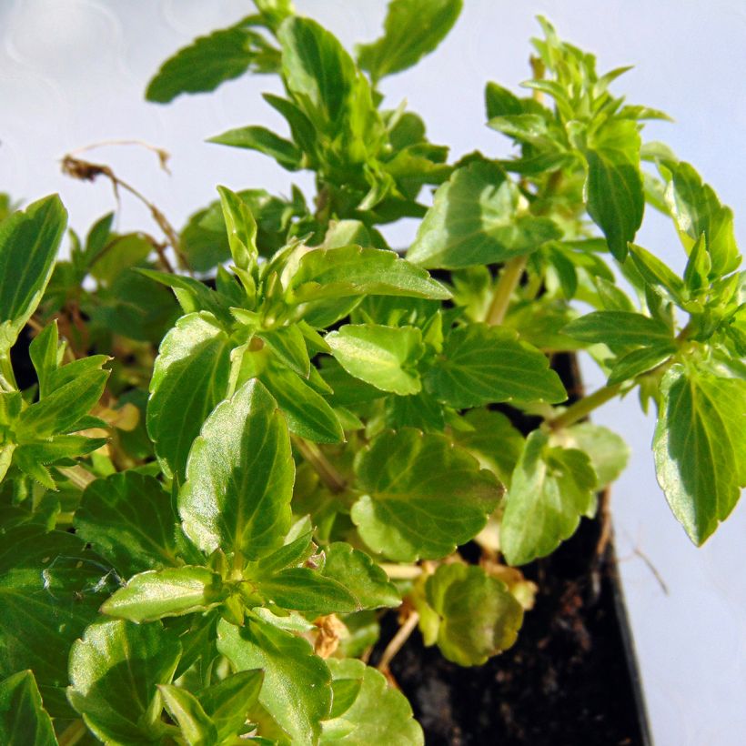 Horn-Veilchen Icy but spicy (Foliage)