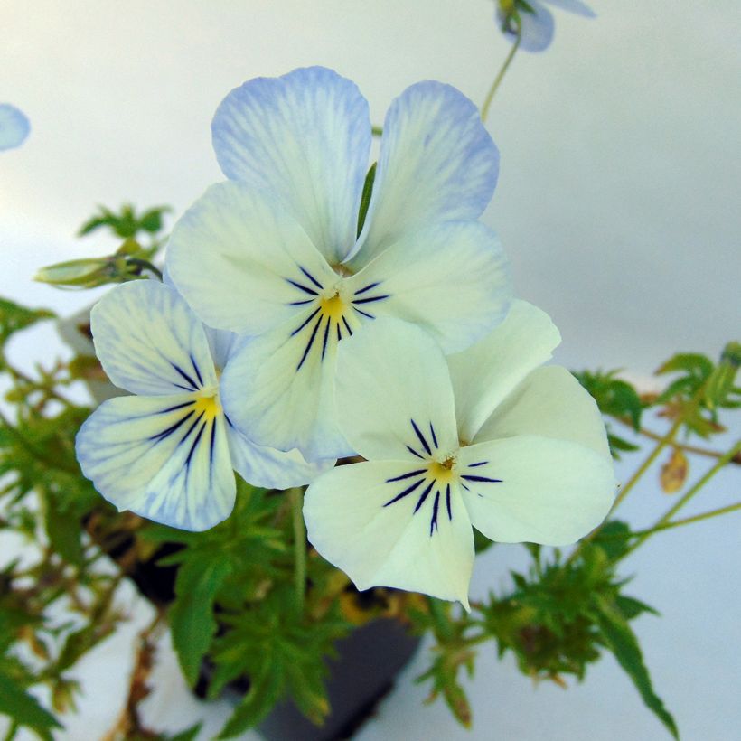 Horn-Veilchen Icy but spicy (Flowering)