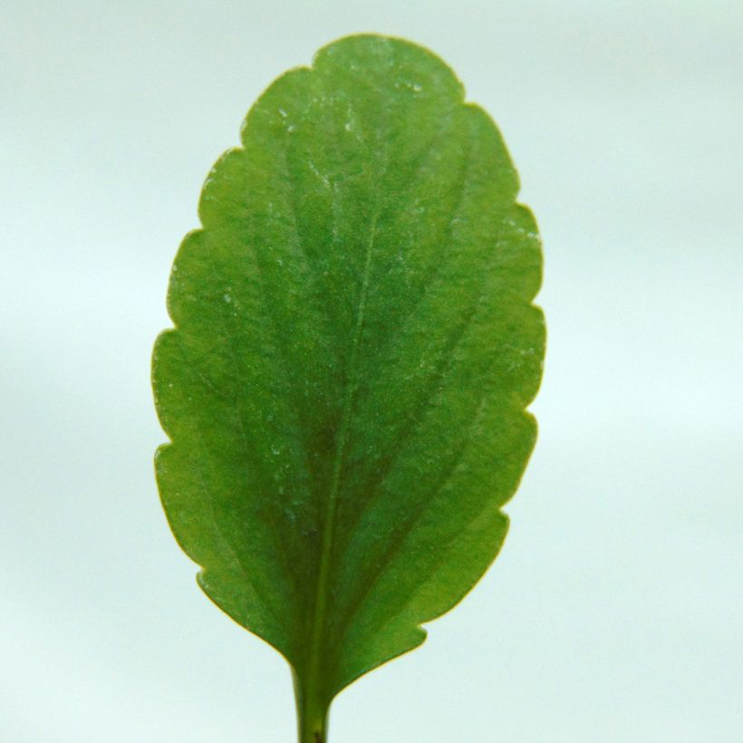 Stiefmütterchen Etain (Foliage)