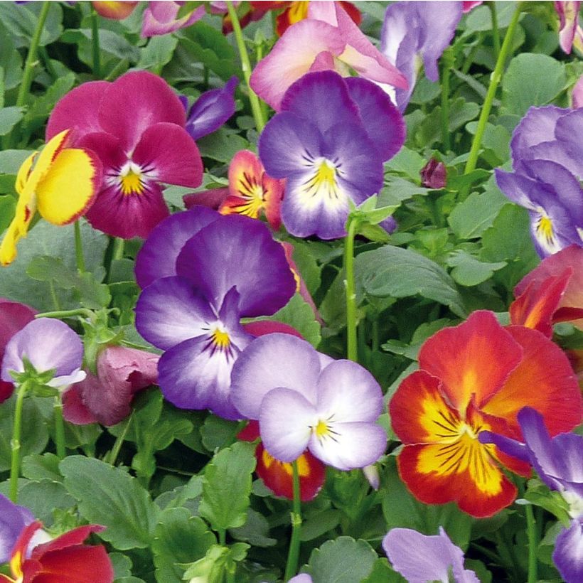 Stiefmütterchen Ultima Radiance F1 Mix (Flowering)