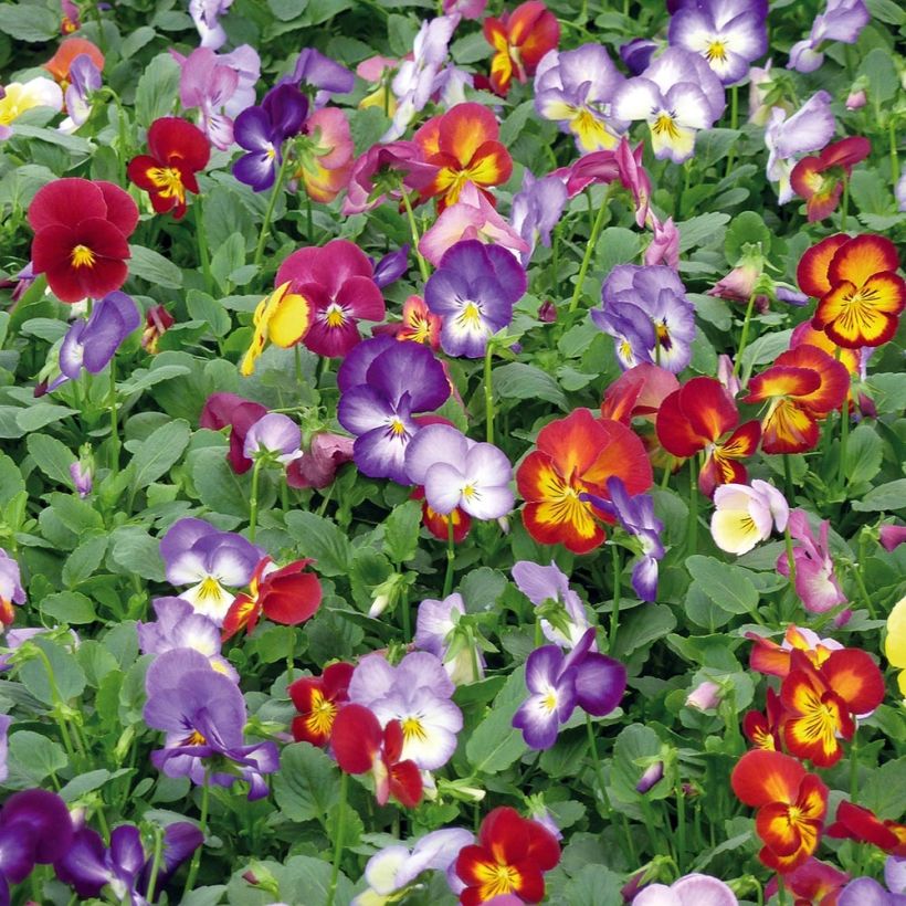 Stiefmütterchen Ultima Radiance F1 Mix (Plant habit)