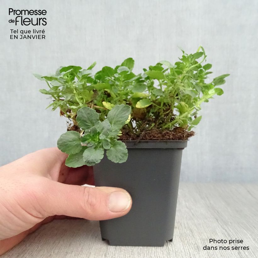 Exemplar von Horn-Veilchen Martin Kleine Töpfe von 8/9 cm wie im Winter geliefert