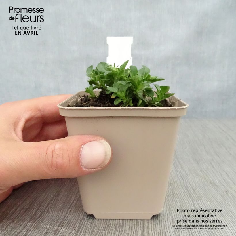 Exemplar von Horn-Veilchen Martin Kleine Töpfe von 8/9 cm wie im Frühjahr geliefert