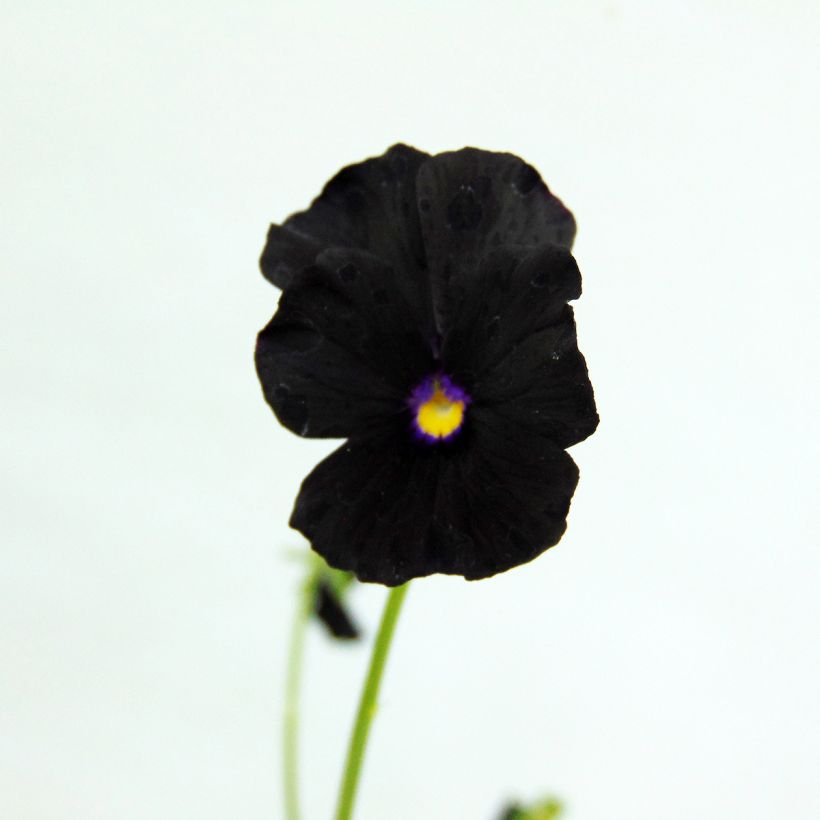 Horn-Veilchen Molly Sanderson (Flowering)