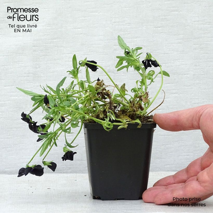 Exemplar von Horn-Veilchen Molly Sanderson Kleine Töpfe von 8/9 cm wie im Frühjahr geliefert