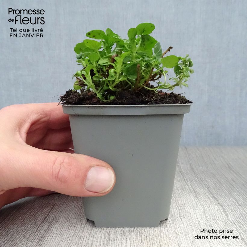 Exemplar von Horn-Veilchen Molly Sanderson Kleine Töpfe von 8/9 cm wie im Winter geliefert