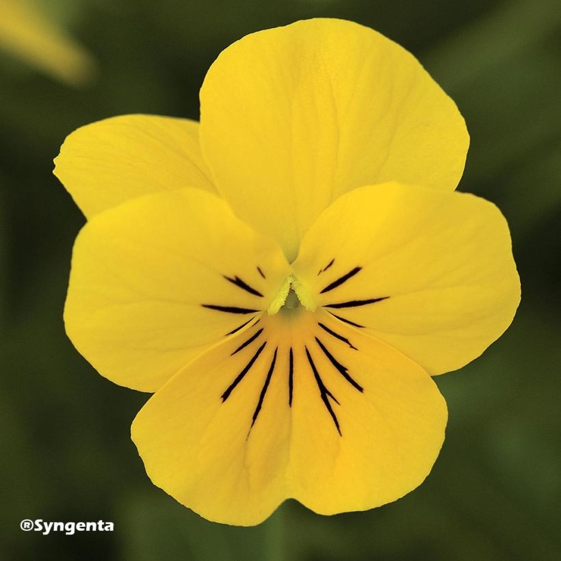 Horn-Veilchen F1 Penny Yellow (Flowering)