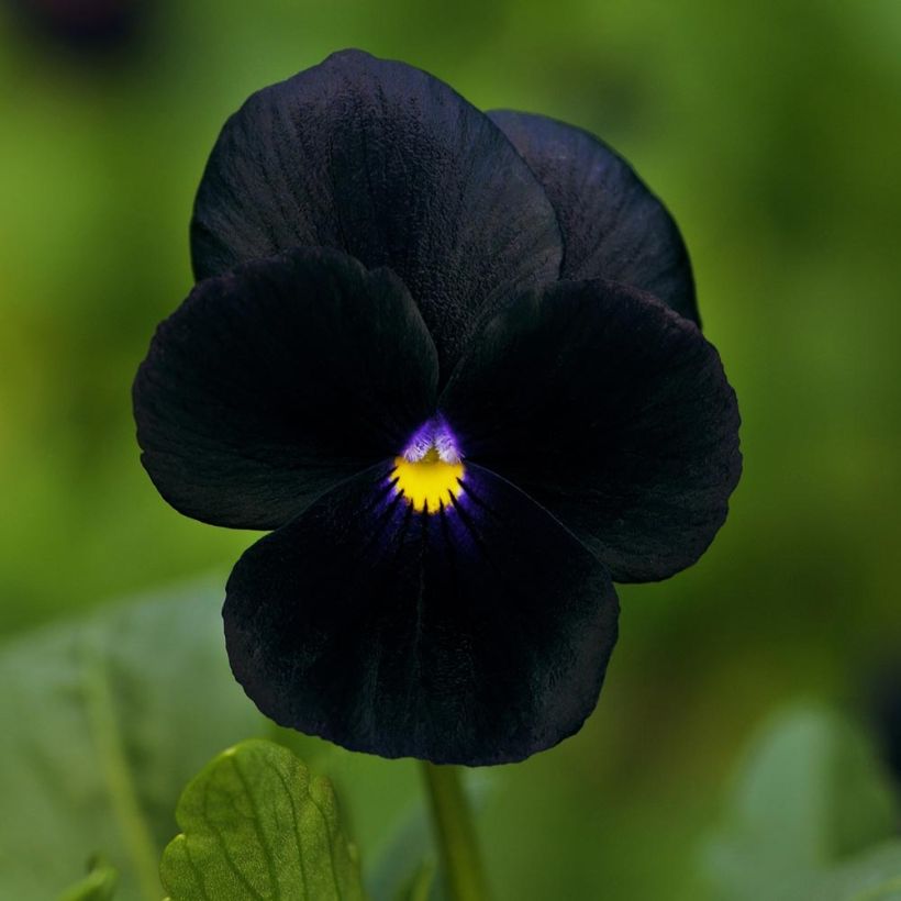 Horn-Veilchen F1 Sorbet Black Delight (Flowering)