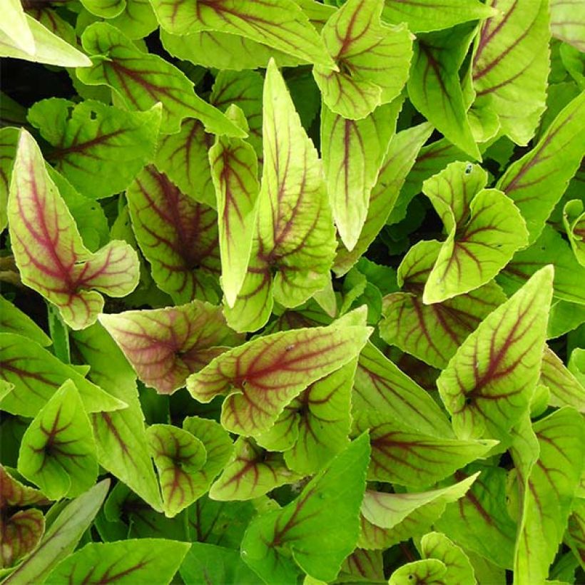 Viola koreana Mars - Koreanisches Veilchen (Foliage)