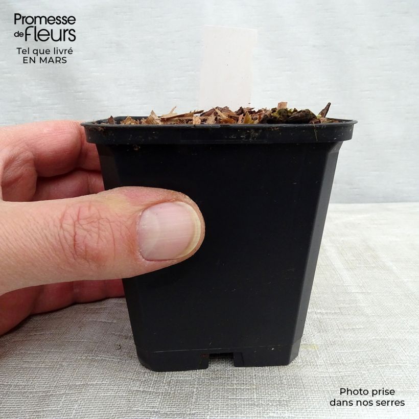 Exemplar von Viola koreana Mars - Koreanisches Veilchen Kleine Töpfe von 8/9 cm wie im Winter geliefert