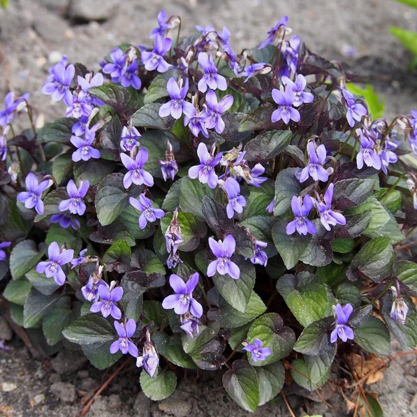 Viola riviniana var. purpurea - Purpur-Veilchen (Plant habit)