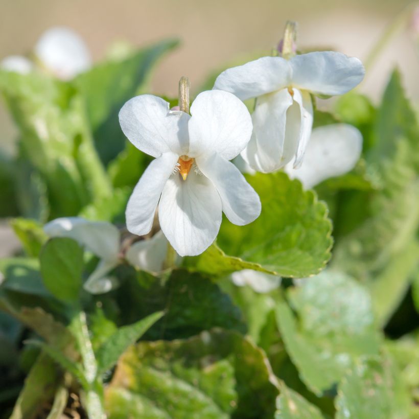 Viola odorata Alba - März-Veilchen (Flowering)