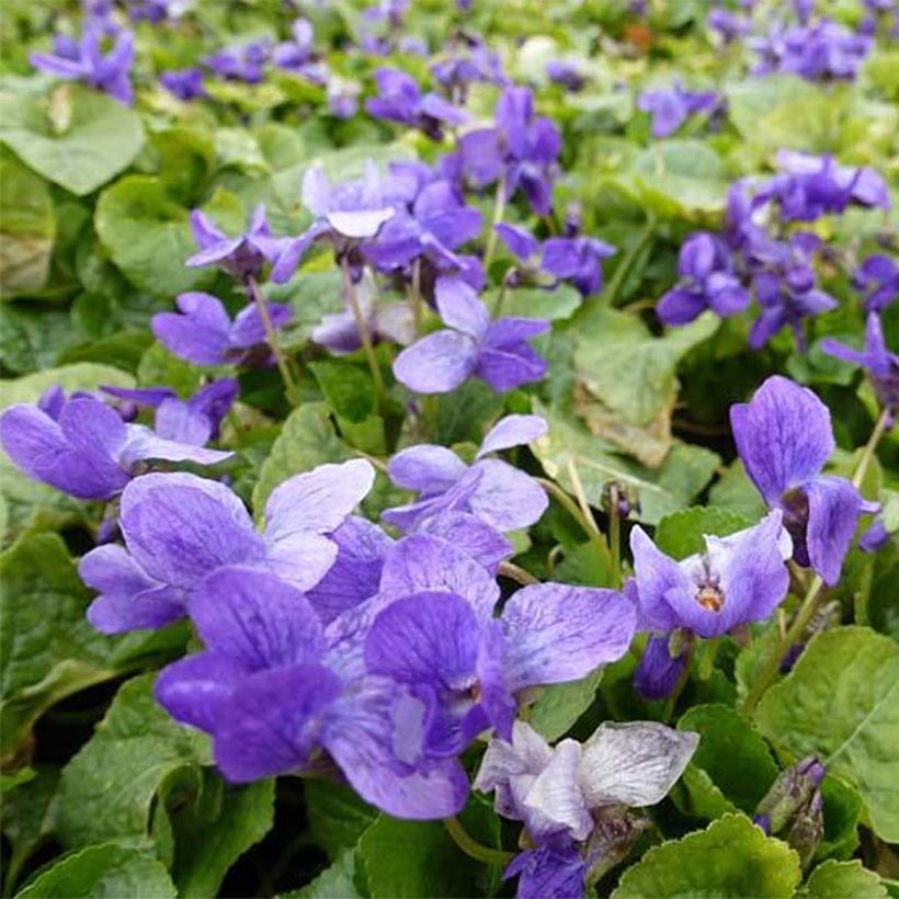 Viola odorata Königin Charlotte - März-Veilchen (Flowering)